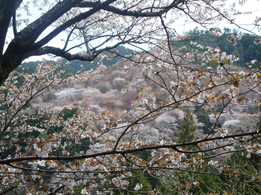 吉野山中千本桜